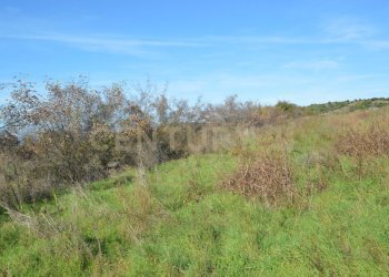 DSC_0104.JPG - Terreno agricolo Strada Provinciale Montiano, Grosseto - foto 9