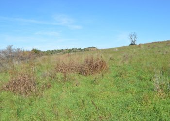 DSC_0105.JPG - Terreno agricolo Strada Provinciale Montiano, Grosseto - foto 10