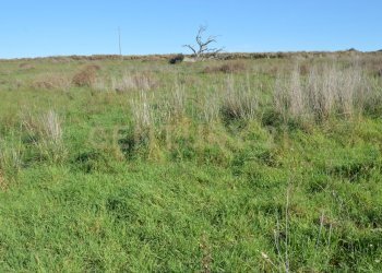 DSC_0106.JPG - Terreno agricolo Strada Provinciale Montiano, Grosseto - foto 11