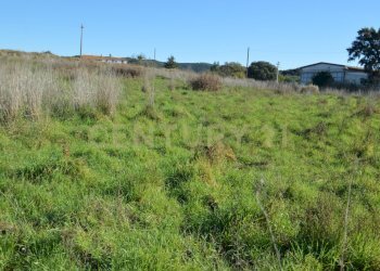DSC_0107.JPG - Terreno agricolo Strada Provinciale Montiano, Grosseto - foto 12