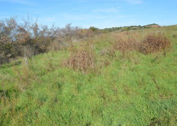 DSC_0109.JPG - Terreno agricolo Strada Provinciale Montiano, Grosseto - foto 14
