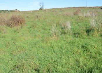 DSC_0108.JPG - Terreno agricolo Strada Provinciale Montiano, Grosseto - foto 15