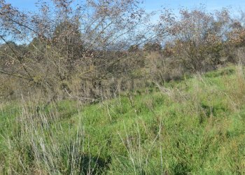 DSC_0110.JPG - Terreno agricolo Strada Provinciale Montiano, Grosseto - foto 17