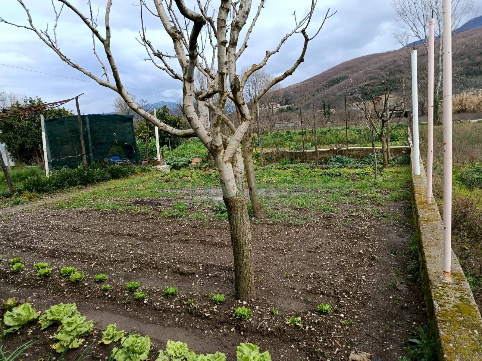 Foto 2 - Terreno agricolo Montoro - foto 2