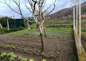 Foto 2 - Terreno agricolo Montoro - foto 2