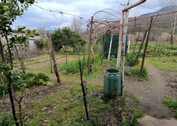 Foto 4 - Terreno agricolo Montoro - foto 4