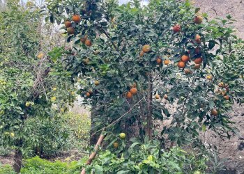 Giardino - Terreno agricolo Via Ragogna
 
13, Acireale - foto 10