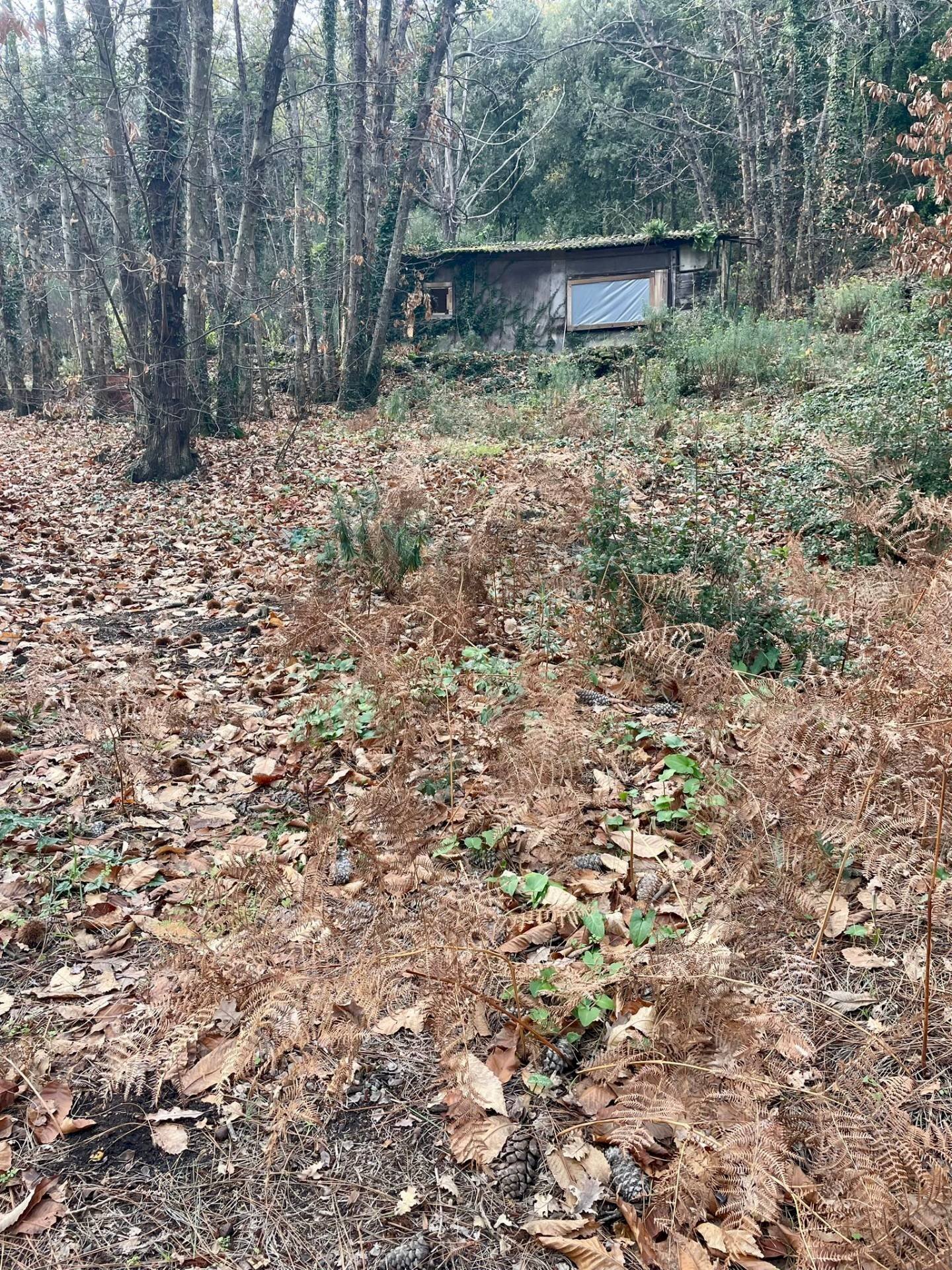 Giardino - Terreno agricolo Via Feudo Manganelli, Zafferana Etnea - foto 1