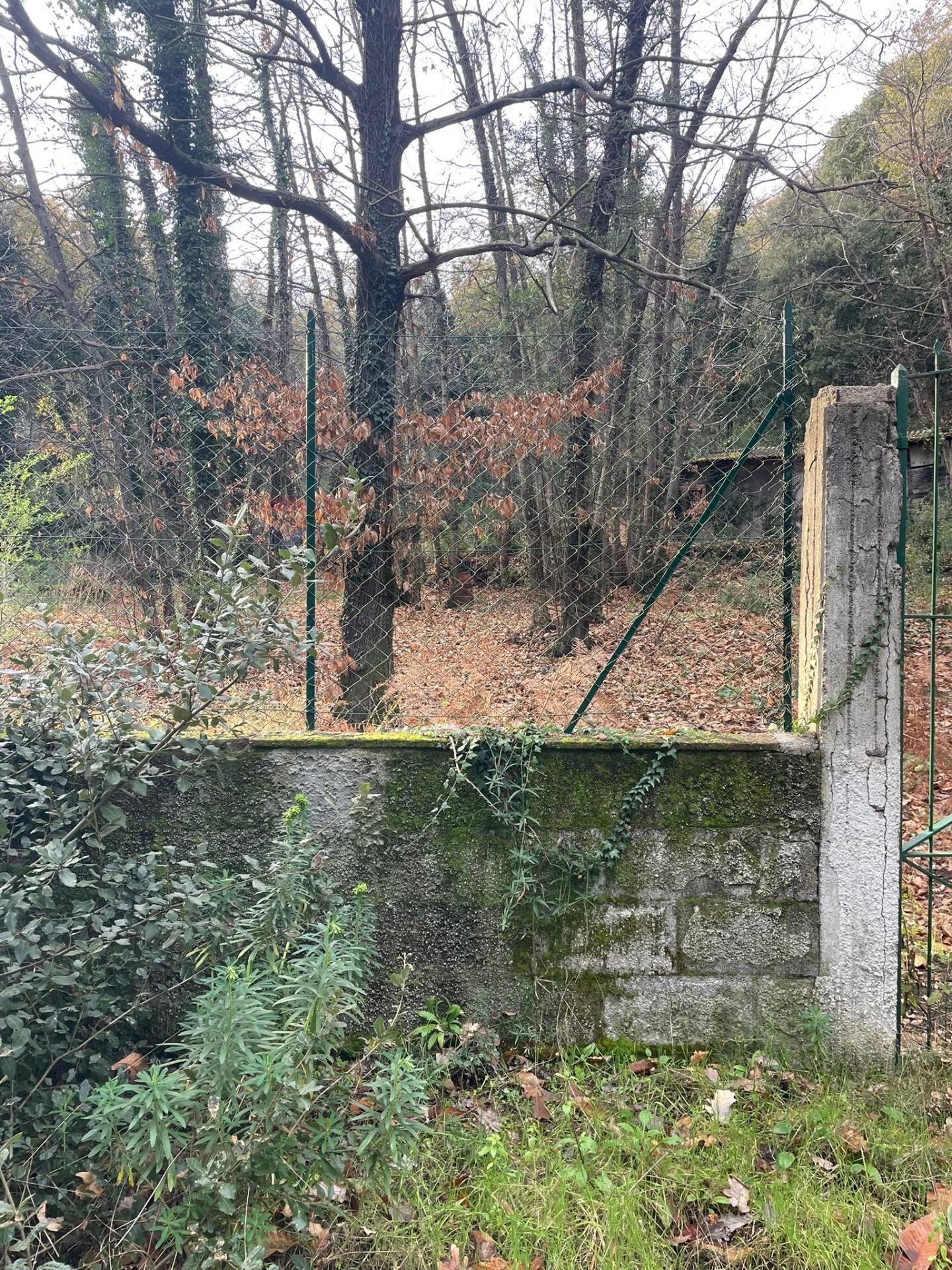 Giardino - Terreno agricolo Via Feudo Manganelli, Zafferana Etnea - foto 2