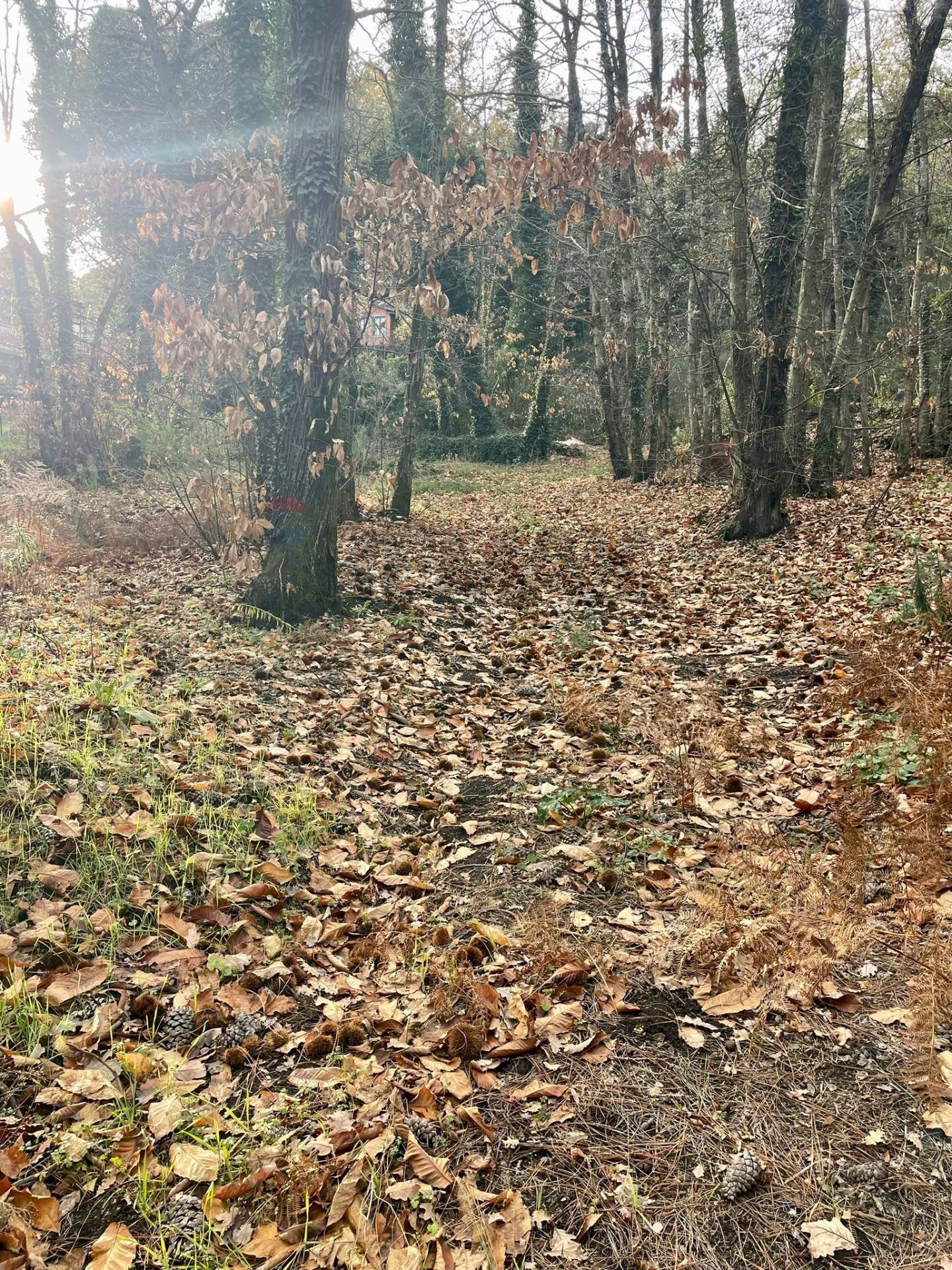 Giardino - Terreno agricolo Via Feudo Manganelli, Zafferana Etnea - foto 3