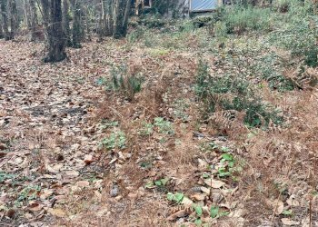 Giardino - Terreno agricolo Via Feudo Manganelli, Zafferana Etnea - foto 1