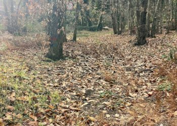 Giardino - Terreno agricolo Via Feudo Manganelli, Zafferana Etnea - foto 3