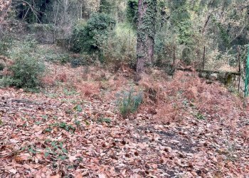 Giardino - Terreno agricolo Via Feudo Manganelli, Zafferana Etnea - foto 4