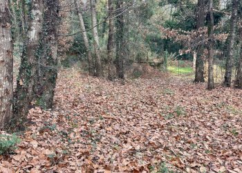 Giardino - Terreno agricolo Via Feudo Manganelli, Zafferana Etnea - foto 5