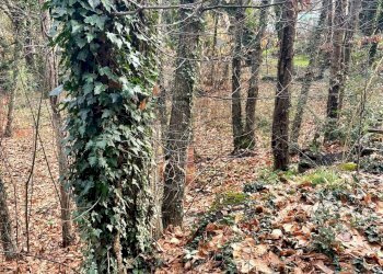 Giardino - Terreno agricolo Via Feudo Manganelli, Zafferana Etnea - foto 10