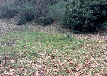 Giardino - Terreno agricolo Via Feudo Manganelli, Zafferana Etnea - foto 12