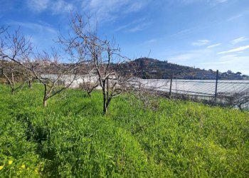Terreno - Agricultural land strada Punta San Pietro, Ospedaletti - photo 9