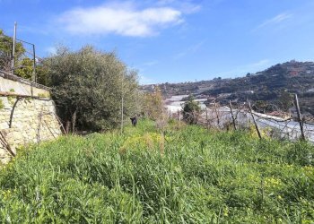 Terreno - Agricultural land strada Punta San Pietro, Ospedaletti - photo 11