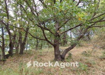 Terreno agricolo strada Milia, Biancavilla - foto 3