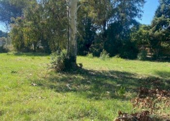 Terreno - Rustico via dei Faggi, Ladispoli - foto 5