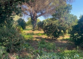 Terreno - Rustico via dei Faggi, Ladispoli - foto 6