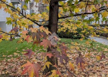 Monolocale Via Magolfa, Milano - foto 20