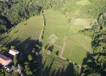 Attività Commerciale Azienda Vitivinicola Via alle Fontane, Ponzano Monferrato - foto 7