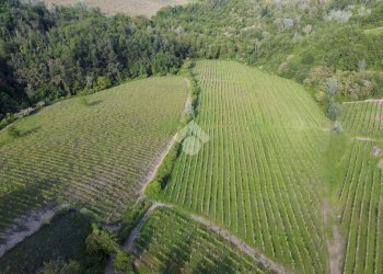Attività Commerciale Azienda Vitivinicola Via alle Fontane, Ponzano Monferrato - foto 9