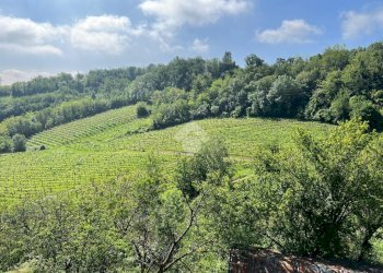 Attività Commerciale Azienda Vitivinicola Via alle Fontane, Ponzano Monferrato - foto 10