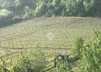 Attività Commerciale Azienda Vitivinicola Via alle Fontane, Ponzano Monferrato - foto 14