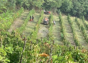 Attività Commerciale Azienda Vitivinicola Via alle Fontane, Ponzano Monferrato - foto 15