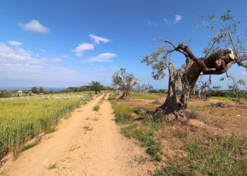 Foto 6 - Rustico Cupra Marittima - foto 6