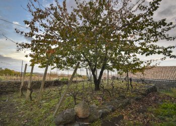 Giardino - Rustic Via Martiri d'Ungheria
 
24, Milo - photo 6