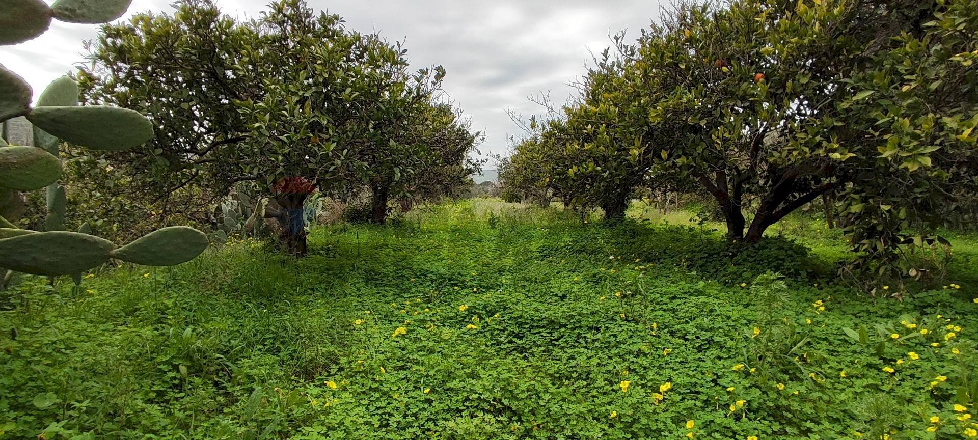 Giardino - Agricultural land c.da Piano della Croce
 
SN, Grammichele - photo 2