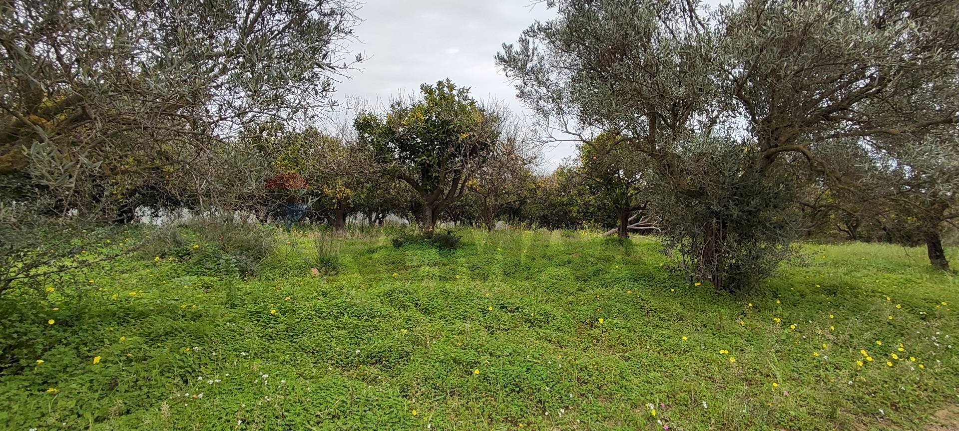 Giardino - Agricultural land c.da Piano della Croce
 
SN, Grammichele - photo 3