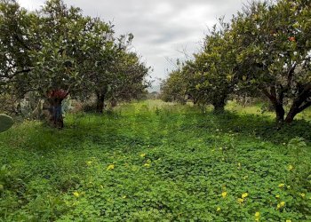 Giardino - Agricultural land c.da Piano della Croce
 
SN, Grammichele - photo 2