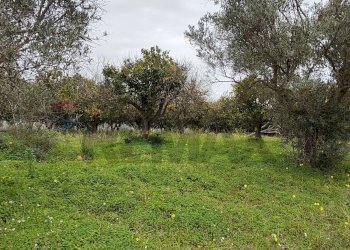 Giardino - Agricultural land c.da Piano della Croce
 
SN, Grammichele - photo 3