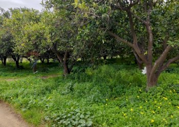 Giardino - Agricultural land c.da Piano della Croce
 
SN, Grammichele - photo 4