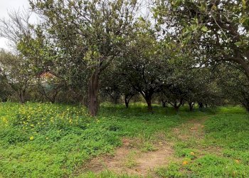 Giardino - Agricultural land c.da Piano della Croce
 
SN, Grammichele - photo 5