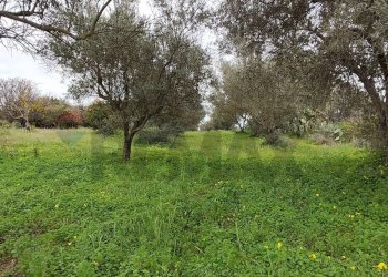 Giardino - Agricultural land c.da Piano della Croce
 
SN, Grammichele - photo 6