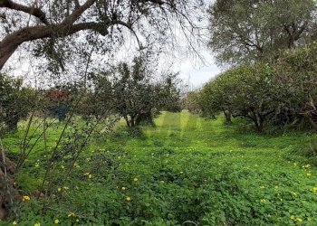 Giardino - Agricultural land c.da Piano della Croce
 
SN, Grammichele - photo 7