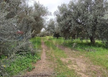 Giardino - Agricultural land c.da Piano della Croce
 
SN, Grammichele - photo 8