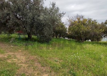 Giardino - Agricultural land c.da Piano della Croce
 
SN, Grammichele - photo 10