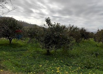 Giardino - Agricultural land c.da Piano della Croce
 
SN, Grammichele - photo 12