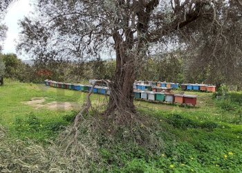 Giardino - Agricultural land c.da Piano della Croce
 
SN, Grammichele - photo 13