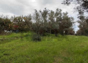 Giardino - Agricultural land c.da Piano della Croce
 
SN, Grammichele - photo 16