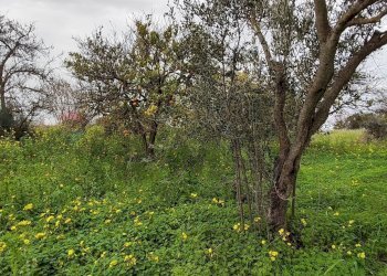 Giardino - Agricultural land c.da Piano della Croce
 
SN, Grammichele - photo 17