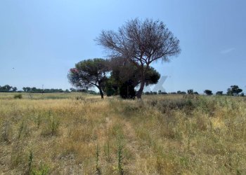 Giardino - Agricultural land Via Cerqueto, Pomezia - photo 5