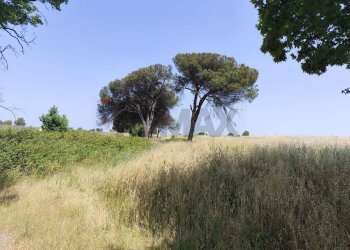 Giardino - Agricultural land Via Cerqueto, Pomezia - photo 23