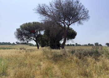 Giardino - Agricultural land Via Cerqueto, Pomezia - photo 31